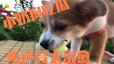 娱乐吃瓜酱送小狗