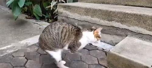 娱乐吃瓜酱猫学鸟走路,酱猫学鸟走路,揭秘动物界的趣味模仿 第3张 娱乐吃瓜酱猫学鸟走路,酱猫学鸟走路,揭秘动物界的趣味模仿 第3张