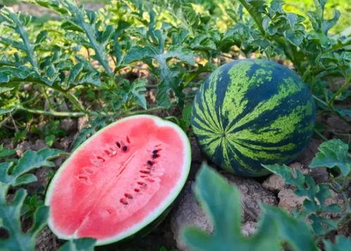 吃瓜集锦 第2张 吃瓜集锦 第2张